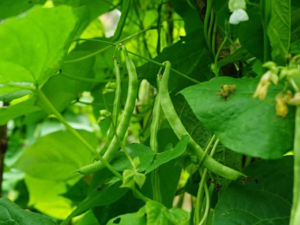 蠶豆應該如何正確的施肥